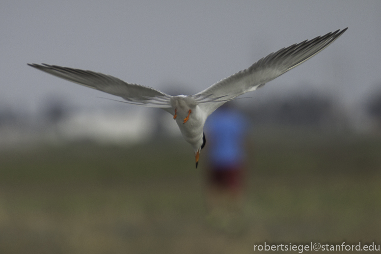 forster's tern